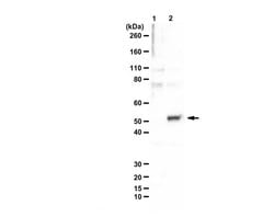 Meis1/2, Rabbit anti-Mouse, Polyclonal, Millipore Sigma 100&mu;g; Unconjugated:Antibodies,